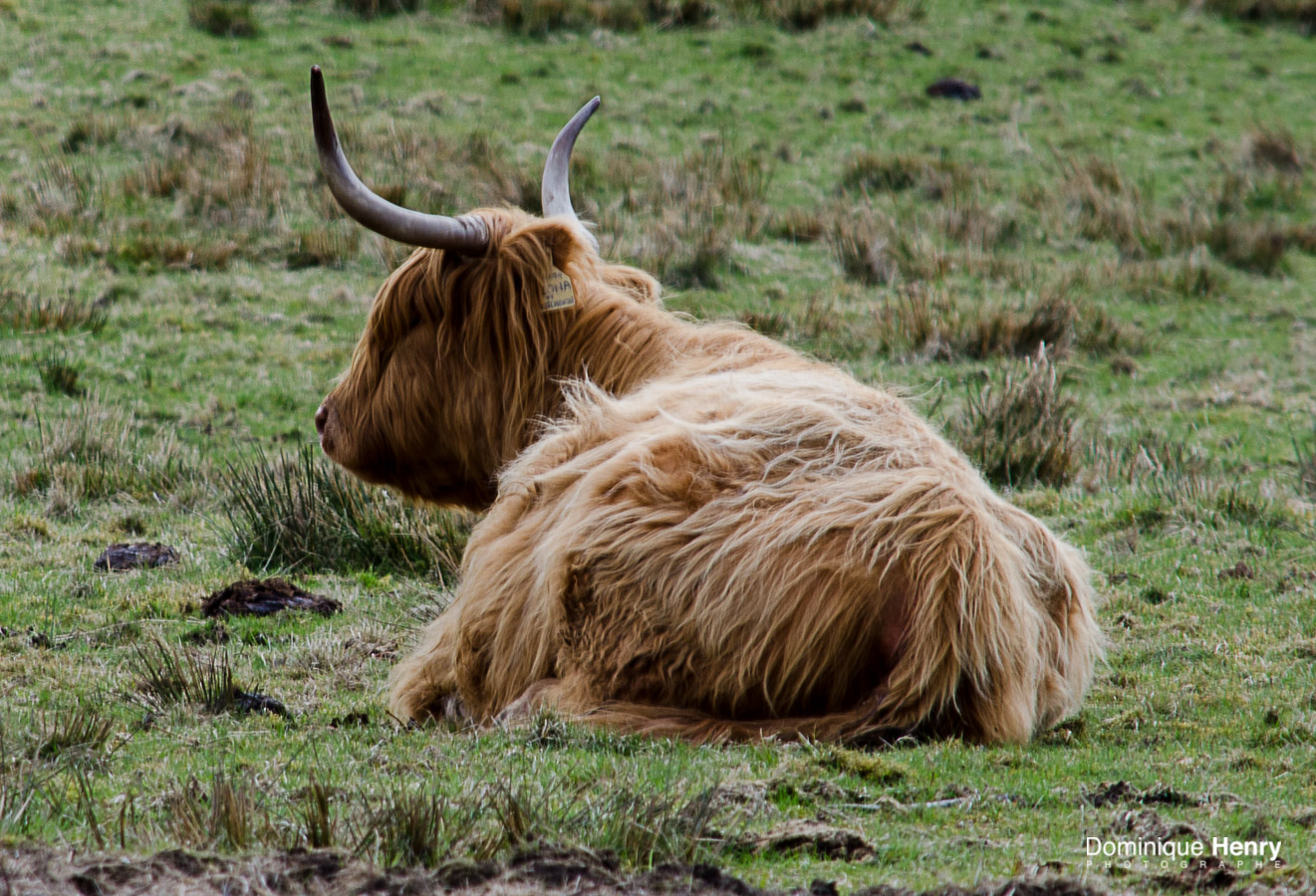 Highland Cow Ecosse-0107
